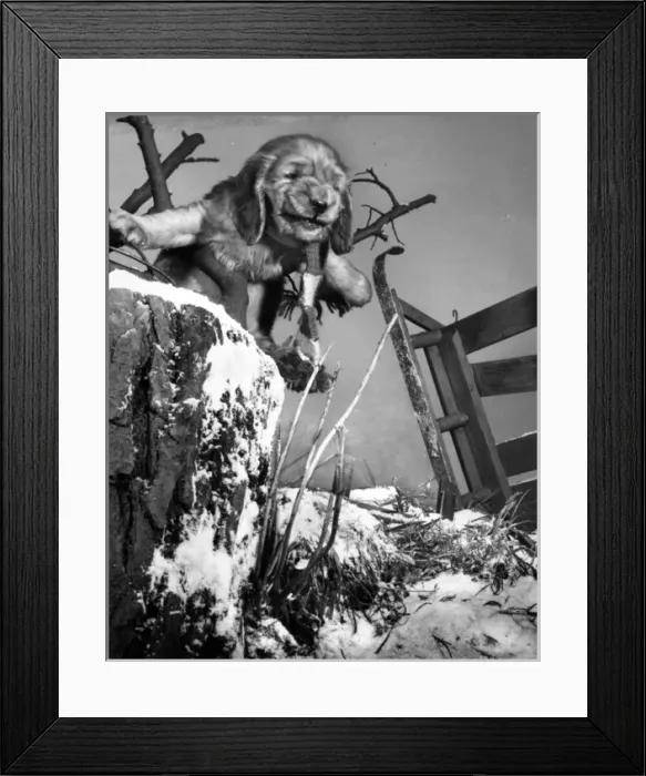 Framed Print : Susi - with upturned sled in the snow Framed Print : Susi - with upturned sled in the snow