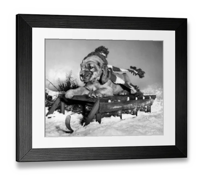 Framed Print : Susi - with sled in the snow Framed Print : Susi - with sled in the snow