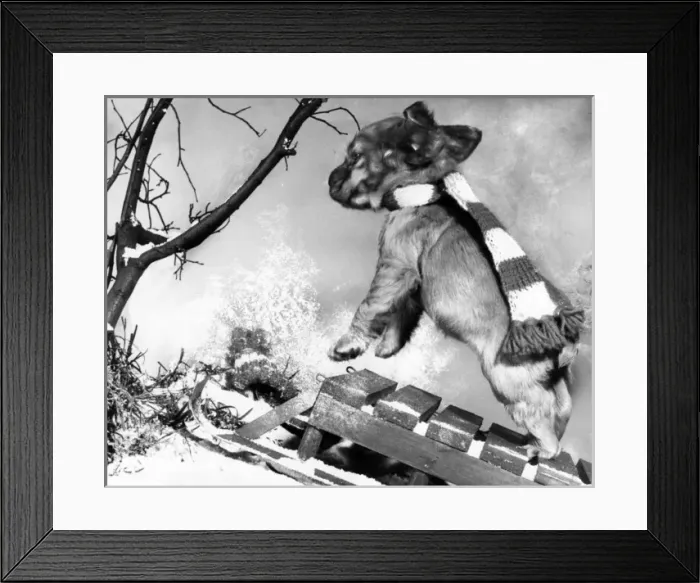 Framed Print : Susi - with sled in the snow Framed Print : Susi - with sled in the snow