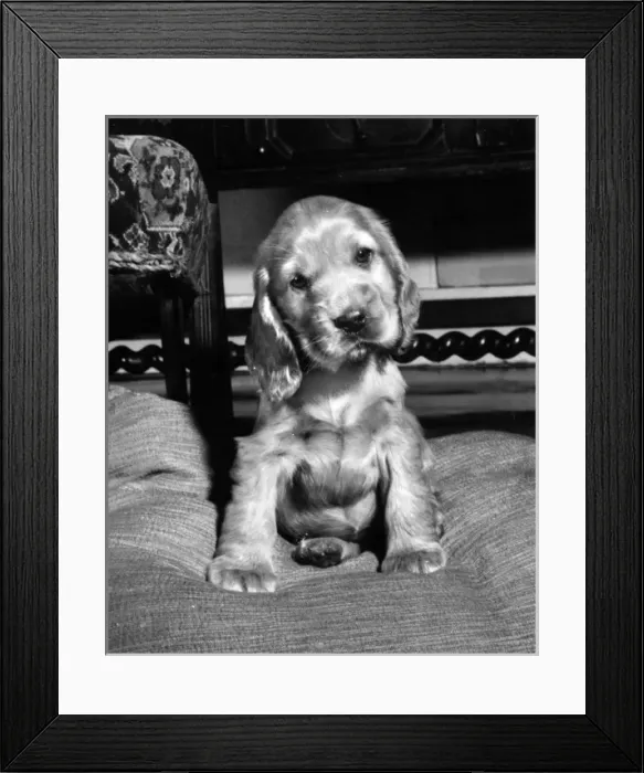 Framed Print : Susi - on a cushion Framed Print : Susi - on a cushion