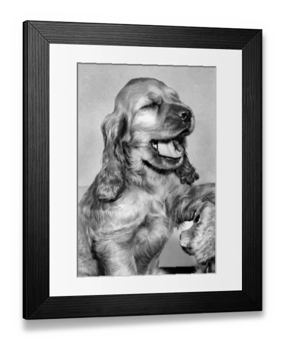 Framed Print : Susi - yawning Framed Print : Susi - yawning