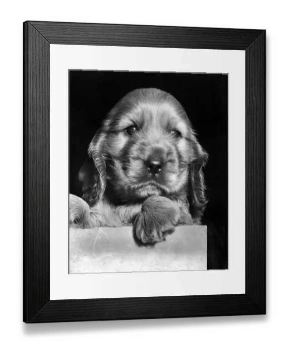 Framed Print : Susi - as a very young puppy Framed Print : Susi - as a very young puppy