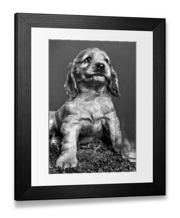 Framed Print : Susi - sitting on grass Framed Print : Susi - sitting on grass