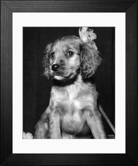 Framed Print : Susi - with a flower behind her ear Framed Print : Susi - with a flower behind her ear
