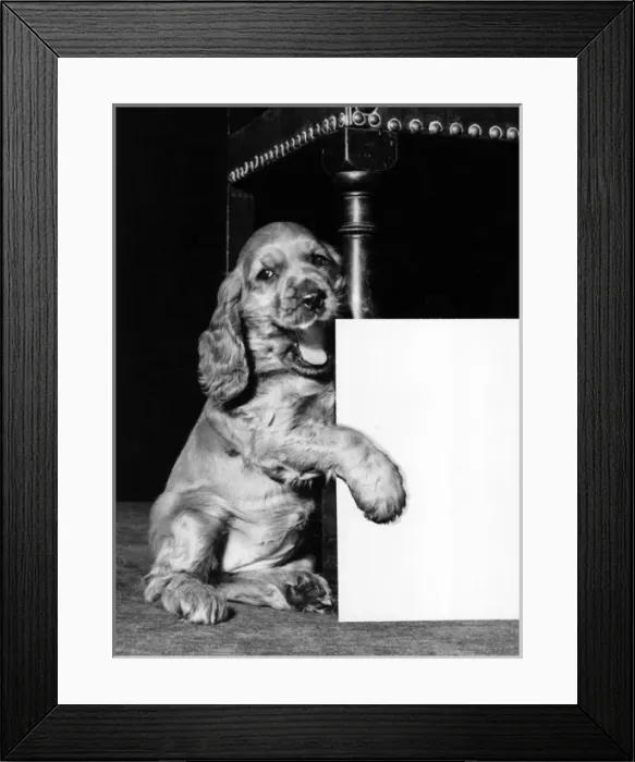 Framed Print : Susi - with blank card Framed Print : Susi - with blank card