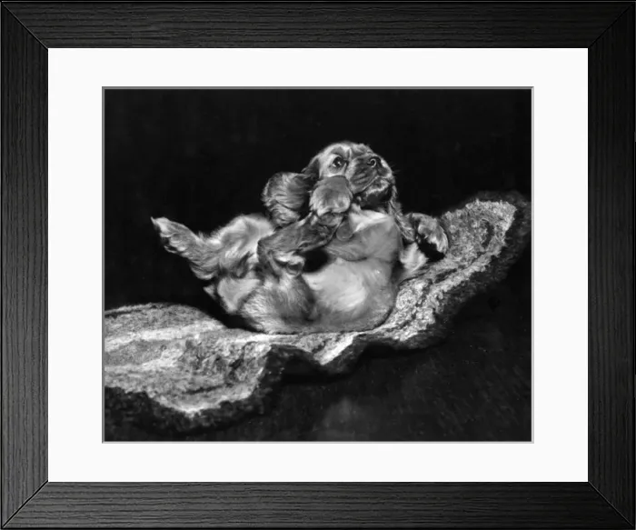 Framed Print : Susi - sliding on a rug Framed Print : Susi - sliding on a rug