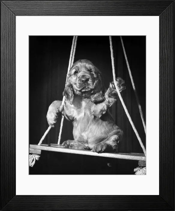 Framed Print : Susi - on a swing Framed Print : Susi - on a swing