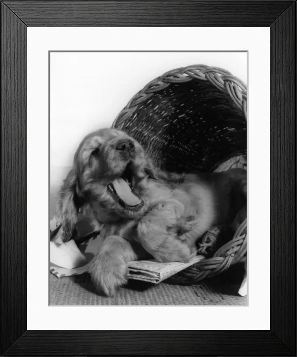Framed Print : Susi - relaxing in her basket Framed Print : Susi - relaxing in her basket