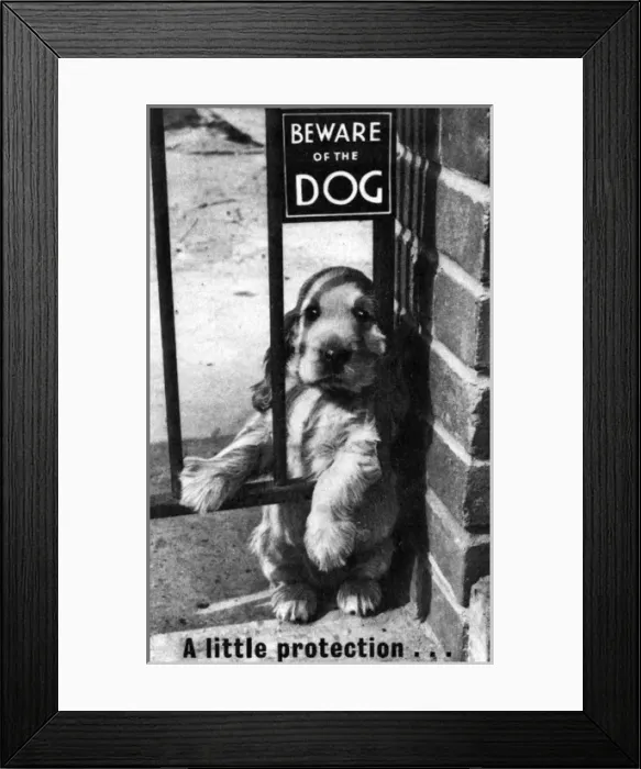 Framed Print : Susi - Beware Of The Dog Framed Print : Susi - Beware Of The Dog