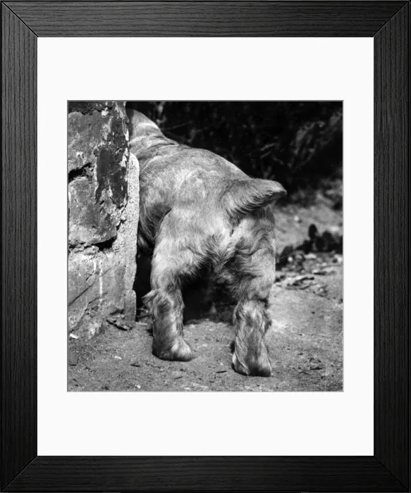 Framed Print : Susi - tail and back legs Framed Print : Susi - tail and back legs