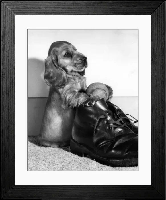 Framed Print : Susi - with boot and tennis ball Framed Print : Susi - with boot and tennis ball