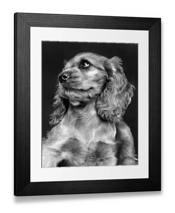 Framed Print : Susi - looking serious Framed Print : Susi - looking serious