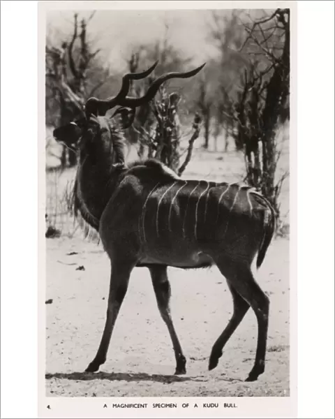 A Bull Kudu Antelope - Zimbabwe, East Africa