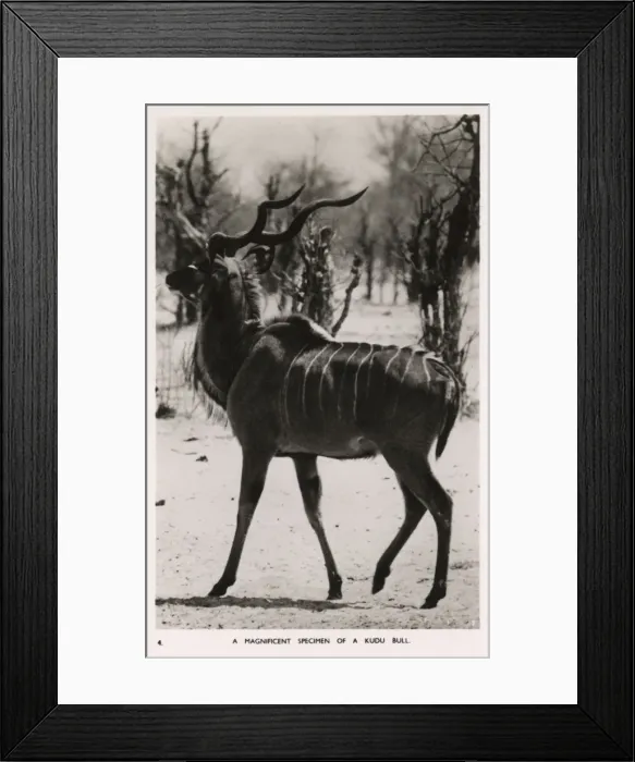 Framed Print : A Bull Kudu Antelope - Zimbabwe, East Africa Framed Print : A Bull Kudu Antelope - Zimbabwe, East Africa