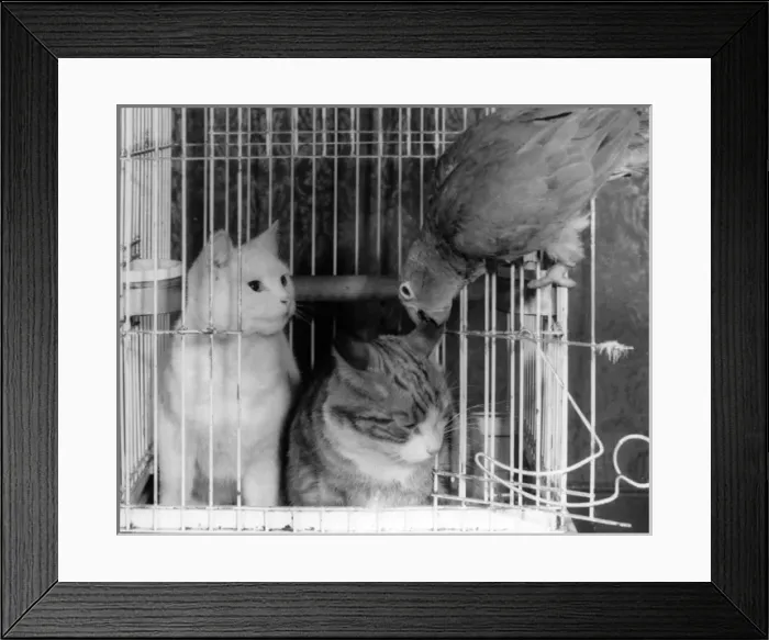 Framed Print : Two cats and a parrot Framed Print : Two cats and a parrot