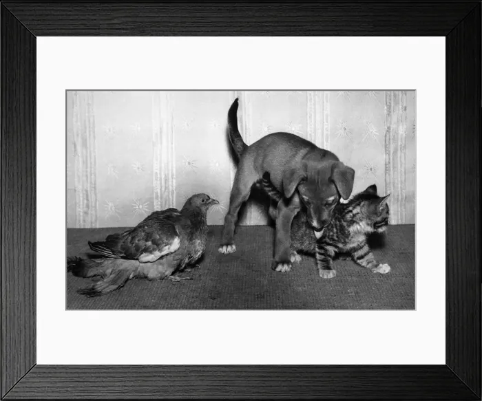 Framed Print : Wood pigeon, puppy and kitten Framed Print : Wood pigeon, puppy and kitten