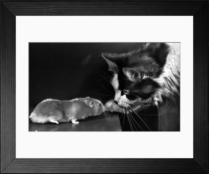 Framed Print : Cat and rat Framed Print : Cat and rat