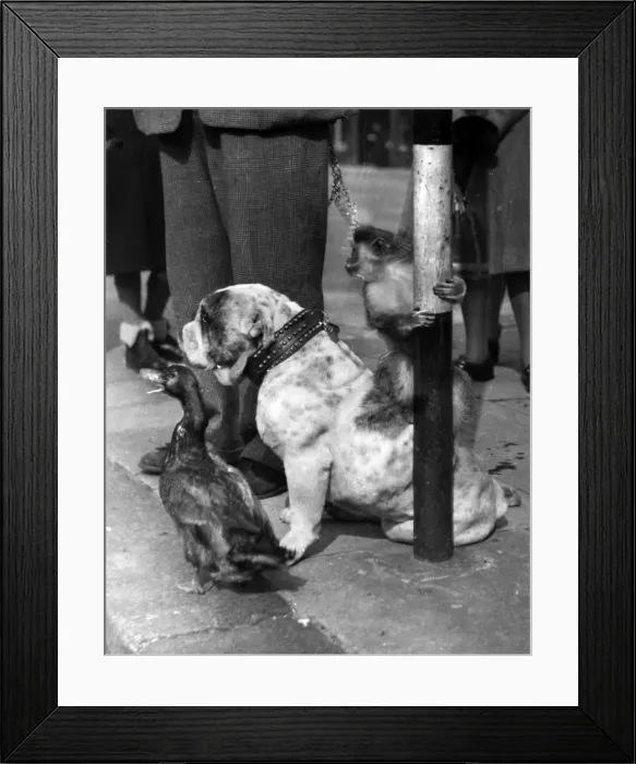 Framed Print : Bulldog, monkey and duck Framed Print : Bulldog, monkey and duck