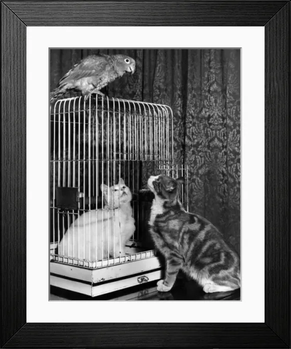 Framed Print : Two cats and a parrot, with cage Framed Print : Two cats and a parrot, with cage