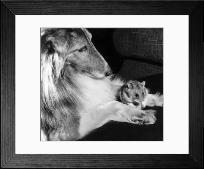 Framed Print : Shetland Collie and guinea pig Framed Print : Shetland Collie and guinea pig
