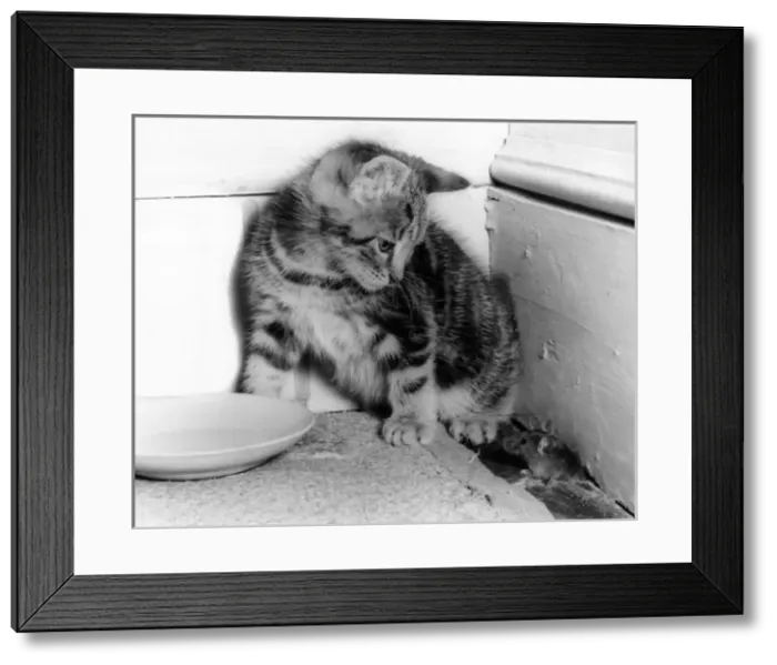 Framed Print : Kitten and mouse in the corner of a room Framed Print : Kitten and mouse in the corner of a room