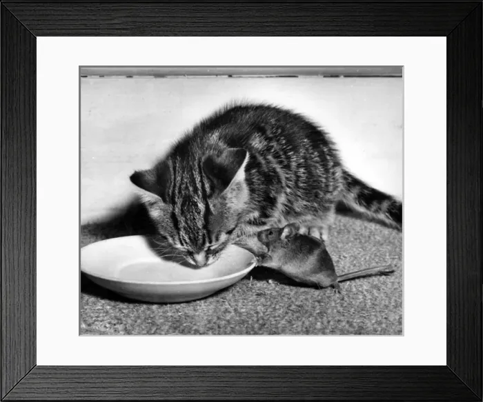 Framed Print : Kitten and mouse with saucer of milk Framed Print : Kitten and mouse with saucer of milk