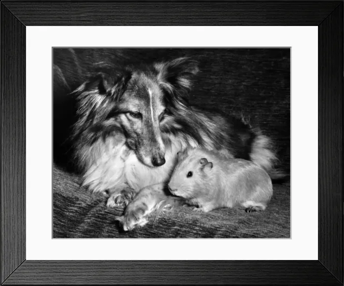 Framed Print : Shetland Collie and guinea pig Framed Print : Shetland Collie and guinea pig
