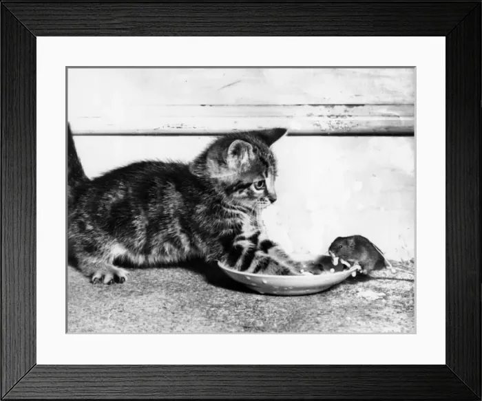 Framed Print : Kitten and mouse with saucer of milk Framed Print : Kitten and mouse with saucer of milk