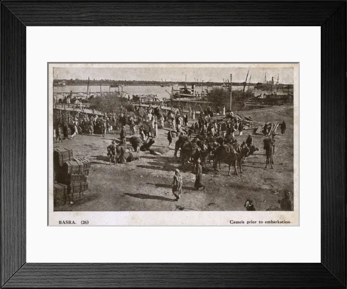 Framed Print : Camels ready for embarkation, Basra, Iraq Framed Print : Camels ready for embarkation, Basra, Iraq