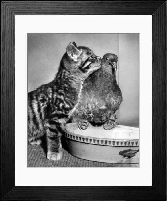Framed Print : Tabby kitten and wood pigeon