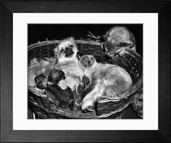 Framed Print : Peke and Siamese Framed Print : Peke and Siamese