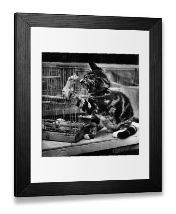 Framed Print : Tabby kitten with caged mouse Framed Print : Tabby kitten with caged mouse