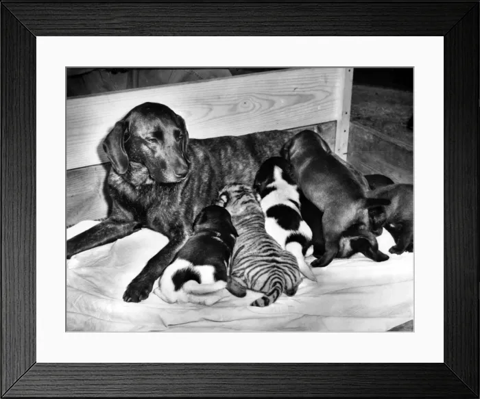 Framed Print : Black dog with puppies Framed Print : Black dog with puppies