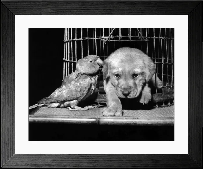 Framed Print : Susi with parrot