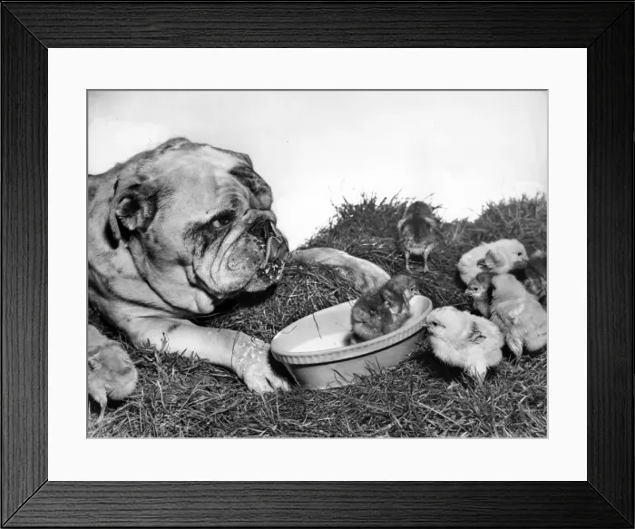 Framed Print : Bulldog and chicks Framed Print : Bulldog and chicks