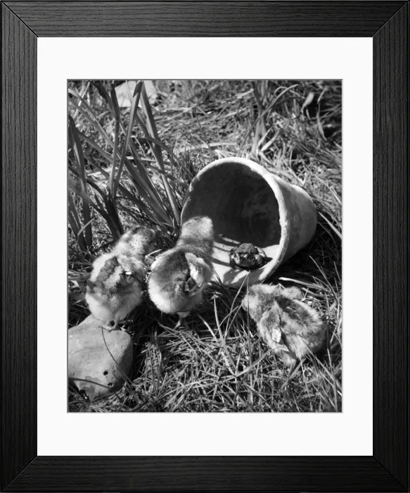 Framed Print : Ducklings and a frog Framed Print : Ducklings and a frog