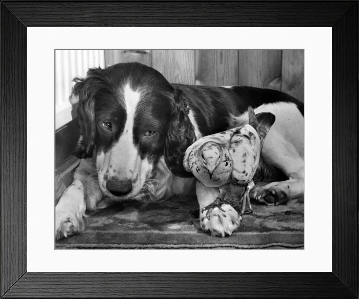 Framed Print : Dog and pigeon Framed Print : Dog and pigeon