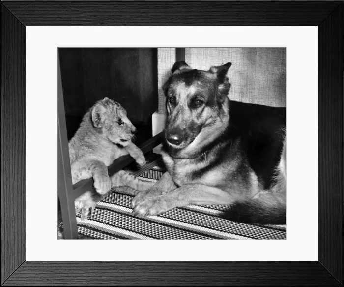 Framed Print : Alsatian dog and lion cub Framed Print : Alsatian dog and lion cub