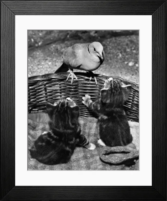 Framed Print : Dove and kittens with a basket Framed Print : Dove and kittens with a basket