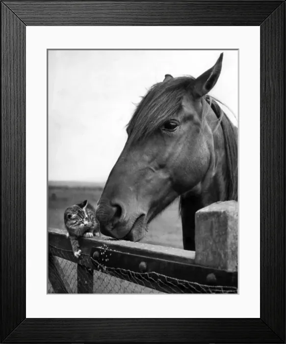 Framed Print : Horse and kitten Framed Print : Horse and kitten