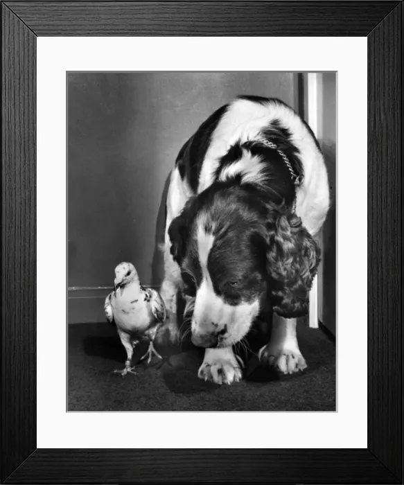 Framed Print : Dog and pigeon Framed Print : Dog and pigeon