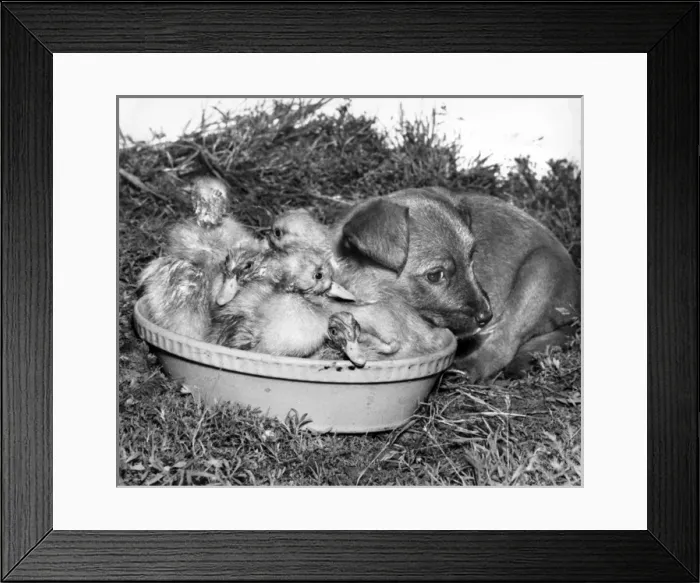 Framed Print : Ducklings and cross-bred pup Framed Print : Ducklings and cross-bred pup