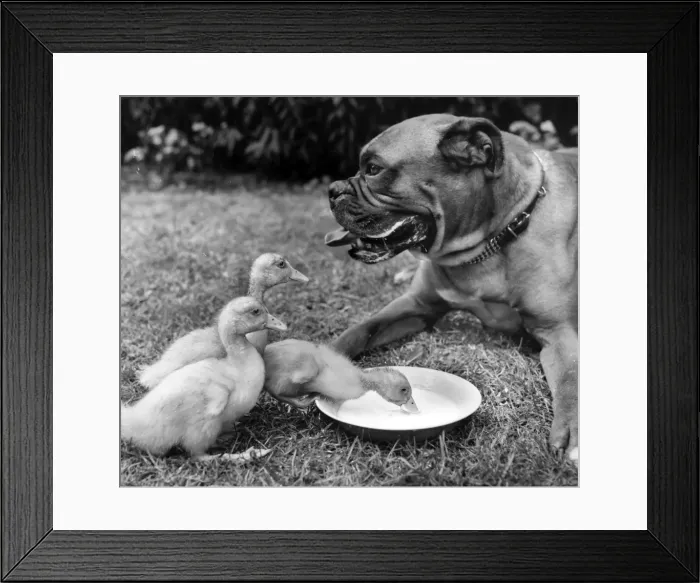 Framed Print : Boxer dog and ducklings Framed Print : Boxer dog and ducklings