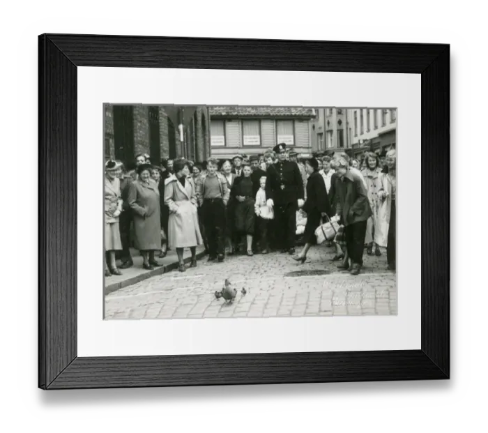 Framed Print : Duck and ducklings wandering through town in Denmark Framed Print : Duck and ducklings wandering through town in Denmark
