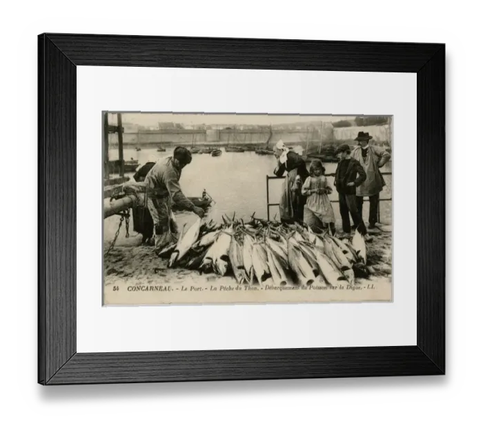 Framed Print : Concarneau, France - The Port - A catch of Tuna Framed Print : Concarneau, France - The Port - A catch of Tuna