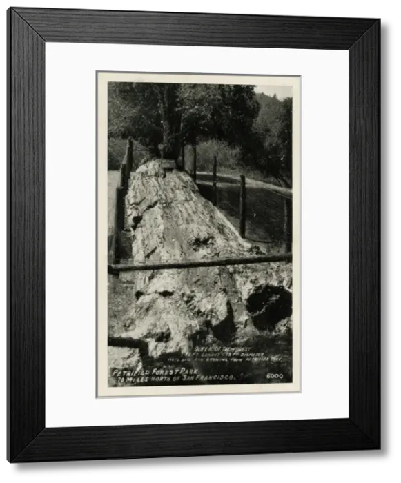 Framed Print : The Pines - Petrified Forest - Santa Rosa, California Framed Print : The Pines - Petrified Forest - Santa Rosa, California