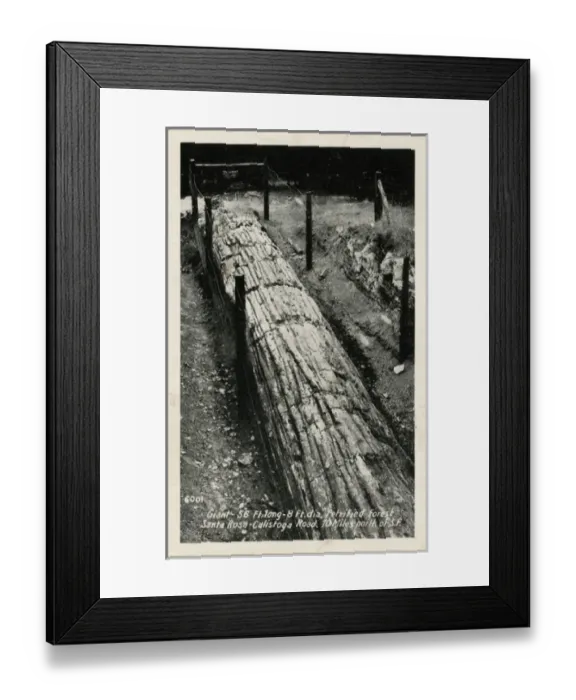 Framed Print : The Pines - Petrified Forest - Santa Rosa, California Framed Print : The Pines - Petrified Forest - Santa Rosa, California