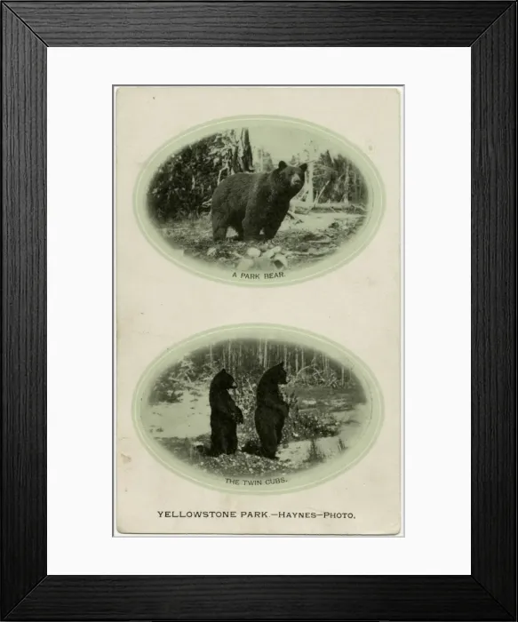 Framed Print : Yellowstone National Park, USA - A Park Bear and twin cubs Framed Print : Yellowstone National Park, USA - A Park Bear and twin cubs