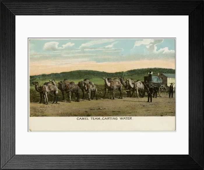 Framed Print : Camel Train, Western Australia - Carting Water