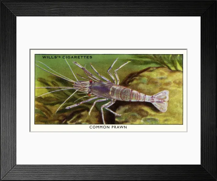 Framed Print : Wills cigarette card - Common Prawn Framed Print : Wills cigarette card - Common Prawn